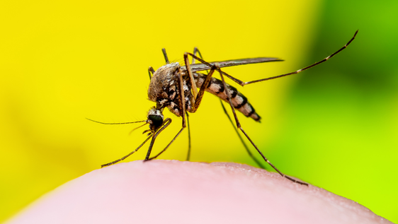 Asian tiger mosquito on human skin showing distinctive black and white striped legs. Anti Malarial tablets.