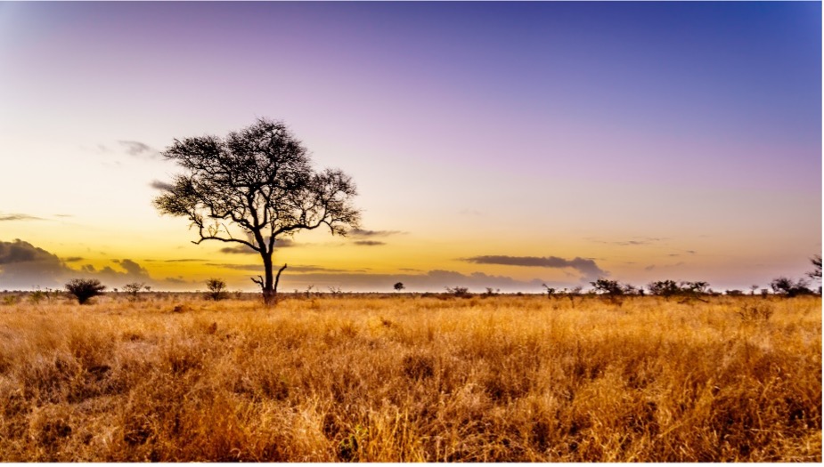 Picture of The Enchanting Allure of Africa